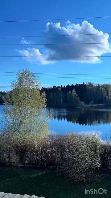 После дождя/Вид из окна/Березы…шумят…#шортс смотреть онлайн
