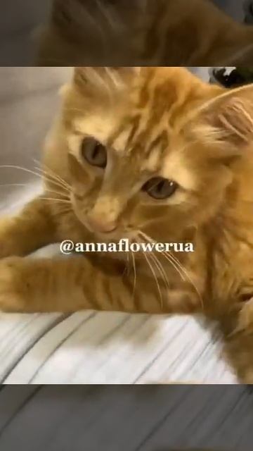 Орхидеи Украина смотреть онлайн