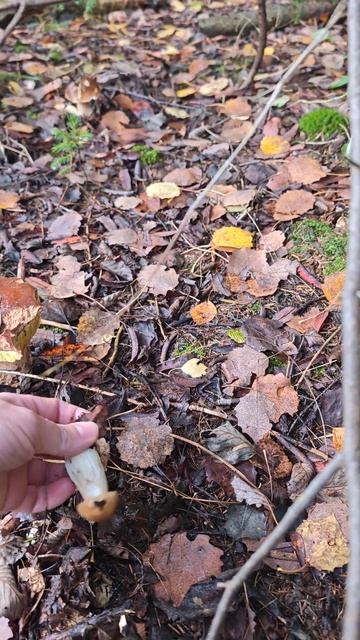 Белых грибов много, но все червивые! Россия, Ленинград? смотреть онлайн