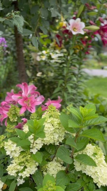 Цветение гортензий и лилий началось! #лилии #гортензии смотреть онлайн