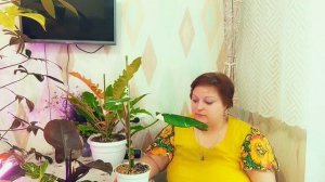 Филодендрон в Вашем доме. Приметы, суеверия и магия, энергетика. Правда и мифы. Уход. Ароидные.