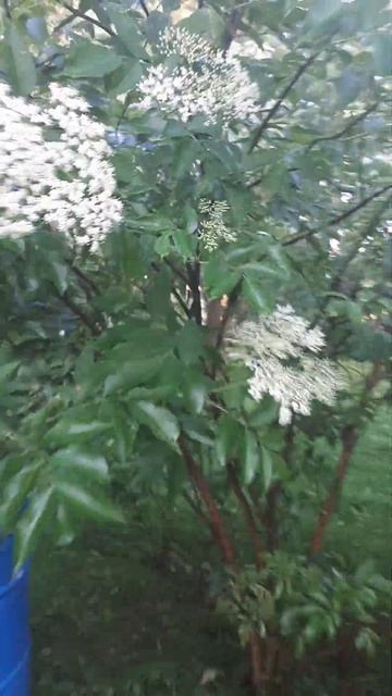 ОТЧЁТ для моих подписчиков! Бузина КАНАДСКАЯ! ВСЁ о не? смотреть онлайн