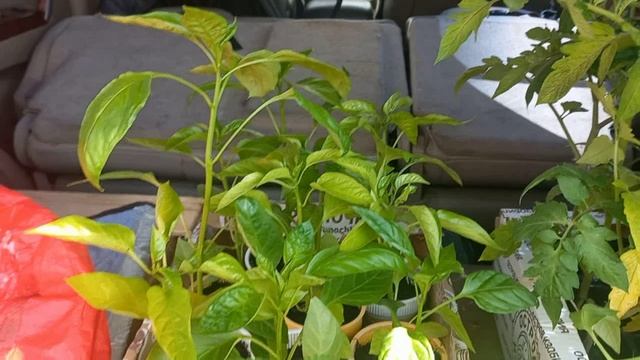 Заплатила по всем счетам, Заехала на Рынок купила еще рассады уехали в ДЕРЕВНЮ смотреть онлайн