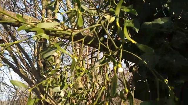 Mistletoe.Омела. смотреть онлайн