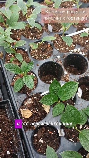 перевалка черенков #черенкование #черенкованиегортен смотреть онлайн