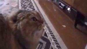 Кот Переиграл В Танки и Начал Говорить По Немецки | Wot Blitz