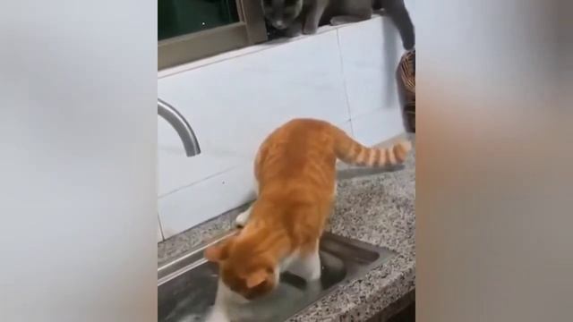 Приколы 2020 Смешные коты Смешные видео прикольные видосики Funny videos смотреть онлайн