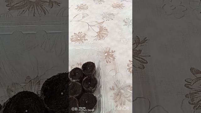 Посев петунии смотреть онлайн