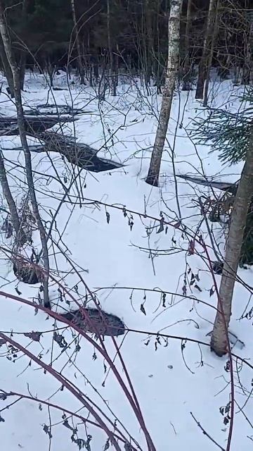 ручьи в лесу