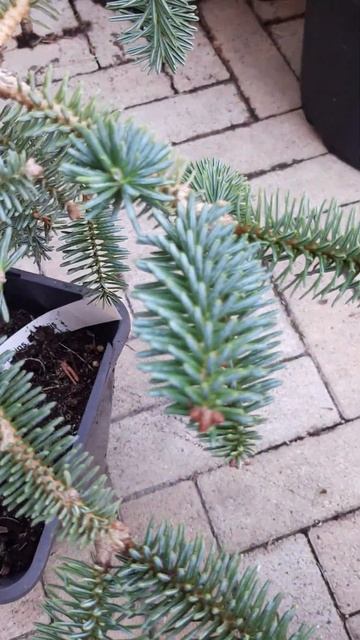 🌲Пихта испанская Каллерис | Telegram: https://t.me/love_is_hvoiny_dvorik смотреть онлайн