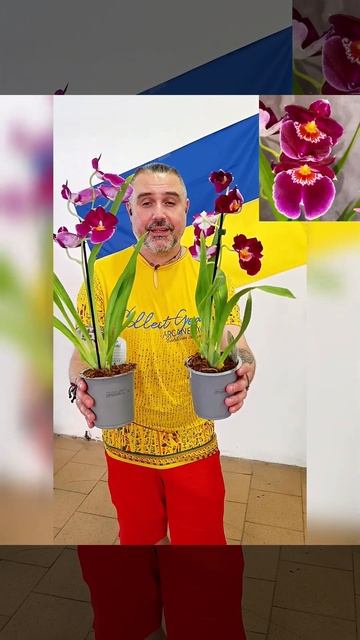 Орхидеи Мильтония, цена 350 гривен! Бронь в вайбер 0996782355 смотреть онлайн
