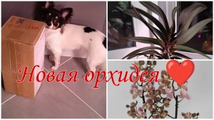 "ПЕРВЫЕ шаги с НОВОЙ орхидеей: распаковка и уход" 💦
