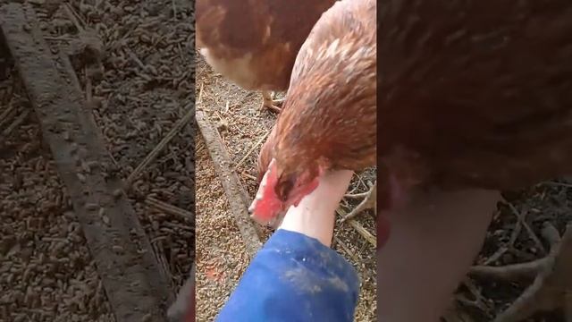 инфро қызыл лампа ж/е менің кұрық,тауыктарым туралы ма смотреть онлайн