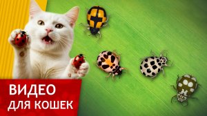 Видео для кошек - Разноцветные Божьи Коровки! (Развлеки своего кота)