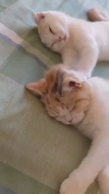 Массаж шейно-воротниковой зоны. Дорого 😂 смотреть онлайн