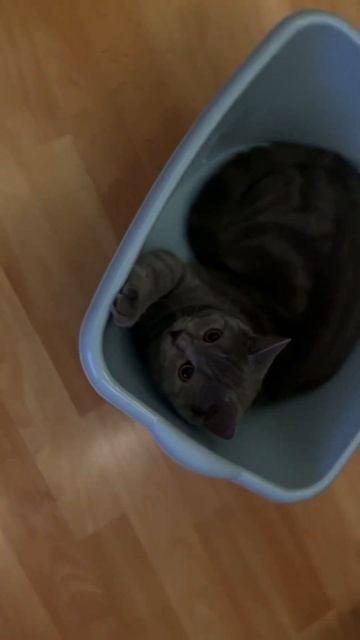 Это Симба. И больше всего на свете он любит тазики 😹 смотреть онлайн