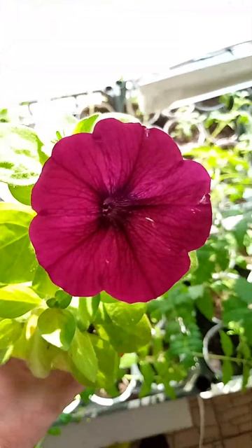 Зацвела петуния Сильвия смотреть онлайн