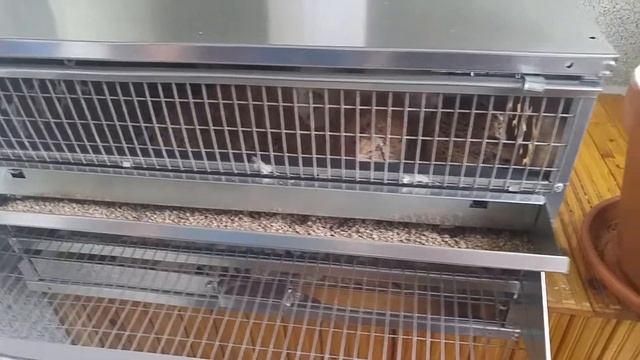 Первый обед в новом, просторном доме)клетке на перепелиной ферме"Лунатики" смотреть онлайн