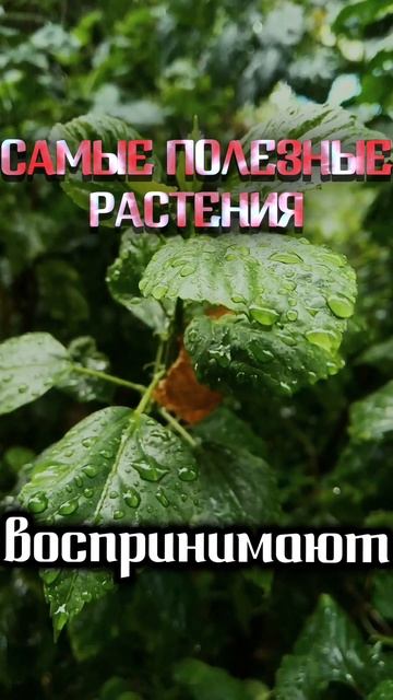 Самые полезные растения для дома #здоровье #медицина #? смотреть онлайн