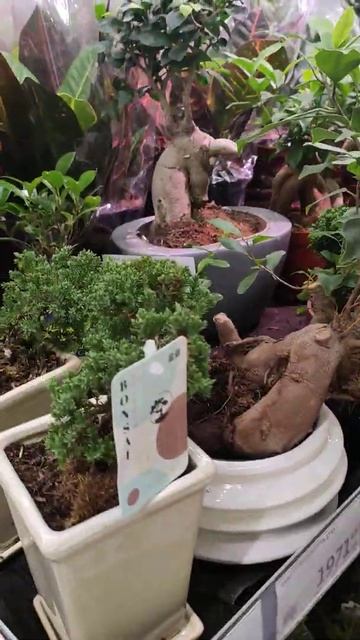 Фикус микроскопа Ашан г. Москва смотреть онлайн