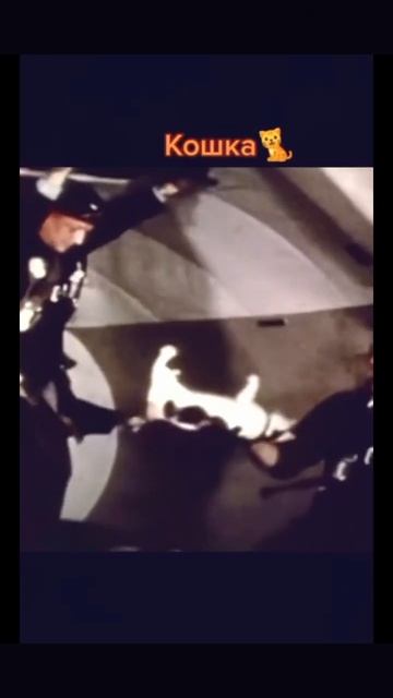 Животные в космосе,кот, лягушка и собака short #shorts #animals #c смотреть онлайн