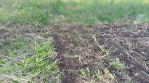 Дизельный мотоблок.