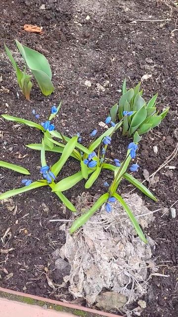 Первые весенние #подснежники #садоводство смотреть онлайн