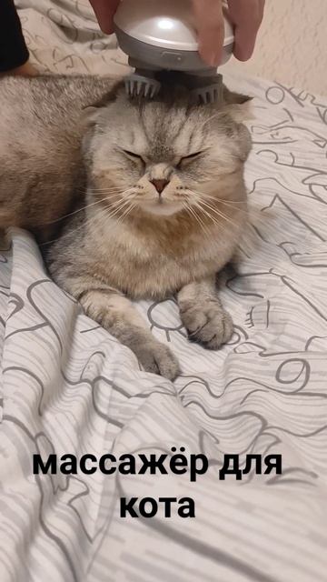 массажёр для кота #Котики #shorts #кот #тренды#котлео#рела? смотреть онлайн