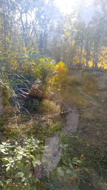 Где там обычное поле спрятана рысь мы вчера в зоопарке смотреть онлайн