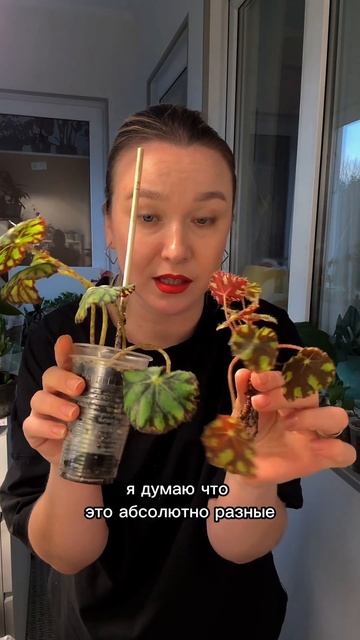 Новые растения в моей коллекции. Небольшой обзор #бего смотреть онлайн