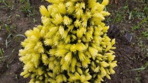 Ель Picea. Сорта Daisy White, Rainbow's End и Conica. Обзор.