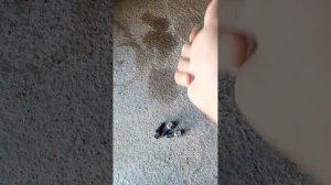 ЛАДА ГРАНТА. Замена масла без ямы.