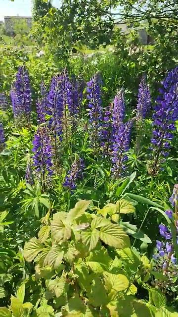 Люпины смотреть онлайн