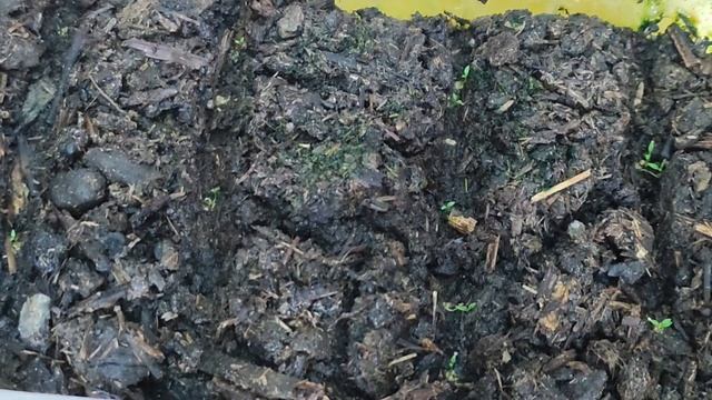 взошла эустома 💐, выращиваем вместе... смотреть онлайн