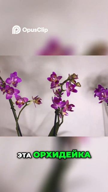 Орхидеи на продажу! Уникальные цветы для вас #Орхидеи # смотреть онлайн