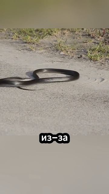 Почему змеи начинают есть сами себя! 🐍😋😱 #факты смотреть онлайн