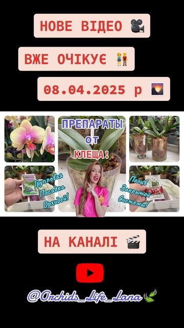 #video #shortvideo #shorts #short #orquideas #orchid #орхідеї #клещи #клещ #вре? смотреть онлайн