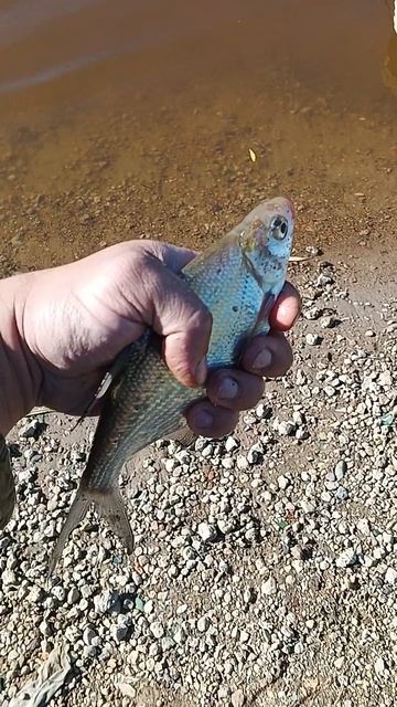 Рыбалка в Омске на Иртыше подлещик номер три смотреть онлайн