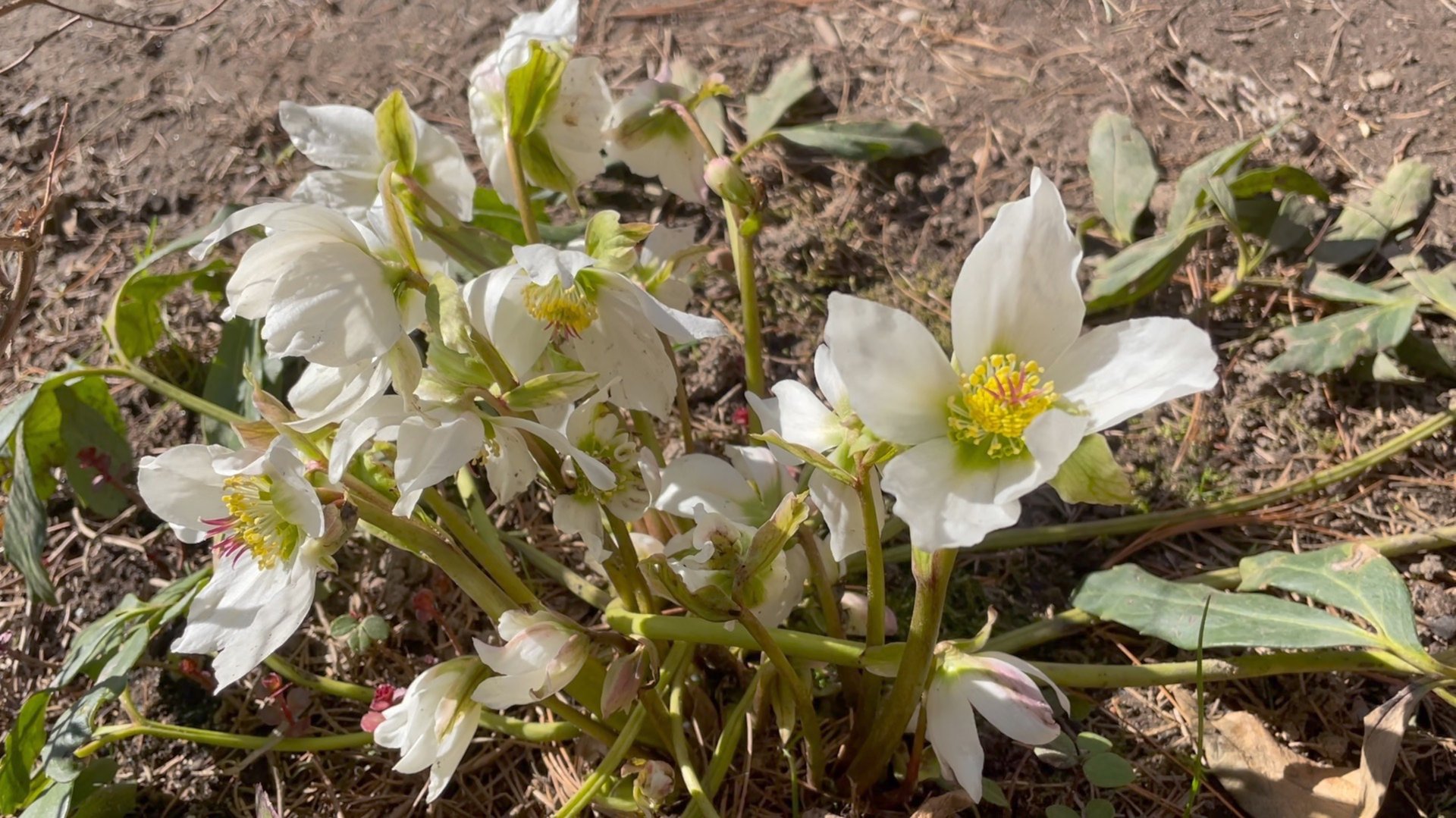 Май в Саду 1 мая 2025