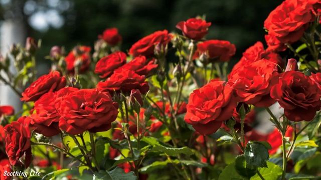 Антология лучших мелодий Сергея Грищука! Мелодии идут с годами! можно слушать вечно!
Музыка Грищук С смотреть онлайн