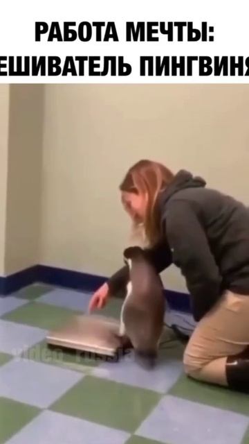 Пингвины и коты и собаки Это лучшее что у нас есть смотреть онлайн