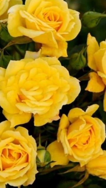 Роза спрей YELLOW STAR #роза #спрей #еллоустар #растения #цве смотреть онлайн