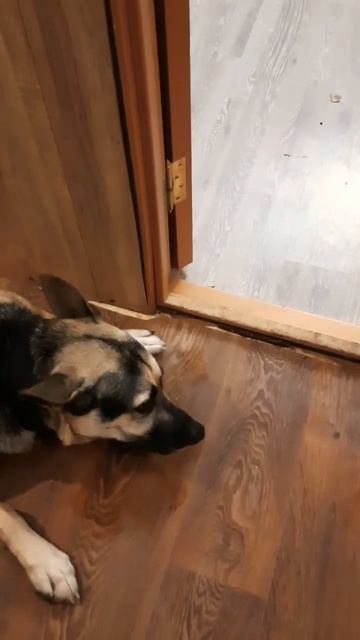 Собаки 🐕 🐶 едят мясо 🍖 смотреть онлайн