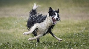 Смешные животные Восхитительные котики и собачки Смешное видео с животными