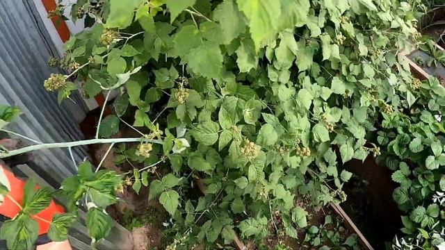 Во саду ли, в огороде. смотреть онлайн