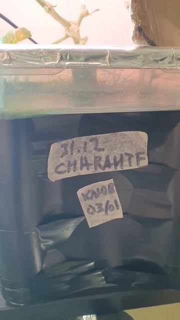 Растёт дыня Шаранте смотреть онлайн