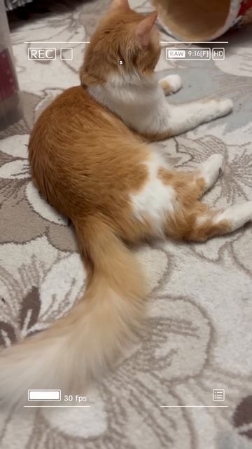 Рыжий кот Марсель #catlovers #cat #catshorts #catvideos #youtubecatsshorts #shortsyo смотреть онлайн