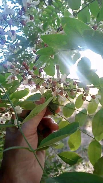 Морская солнечная акация смотреть онлайн