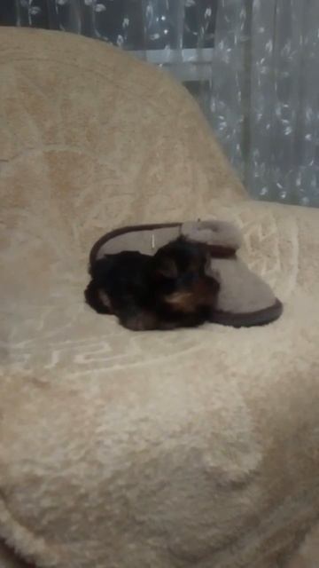 Йорк мальчик 1 месяц