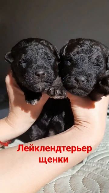 лейклендтерьер- чёрное золото Ахимса и Аиша. #собака #щ